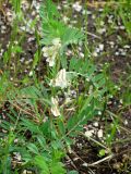 Vicia pannonica