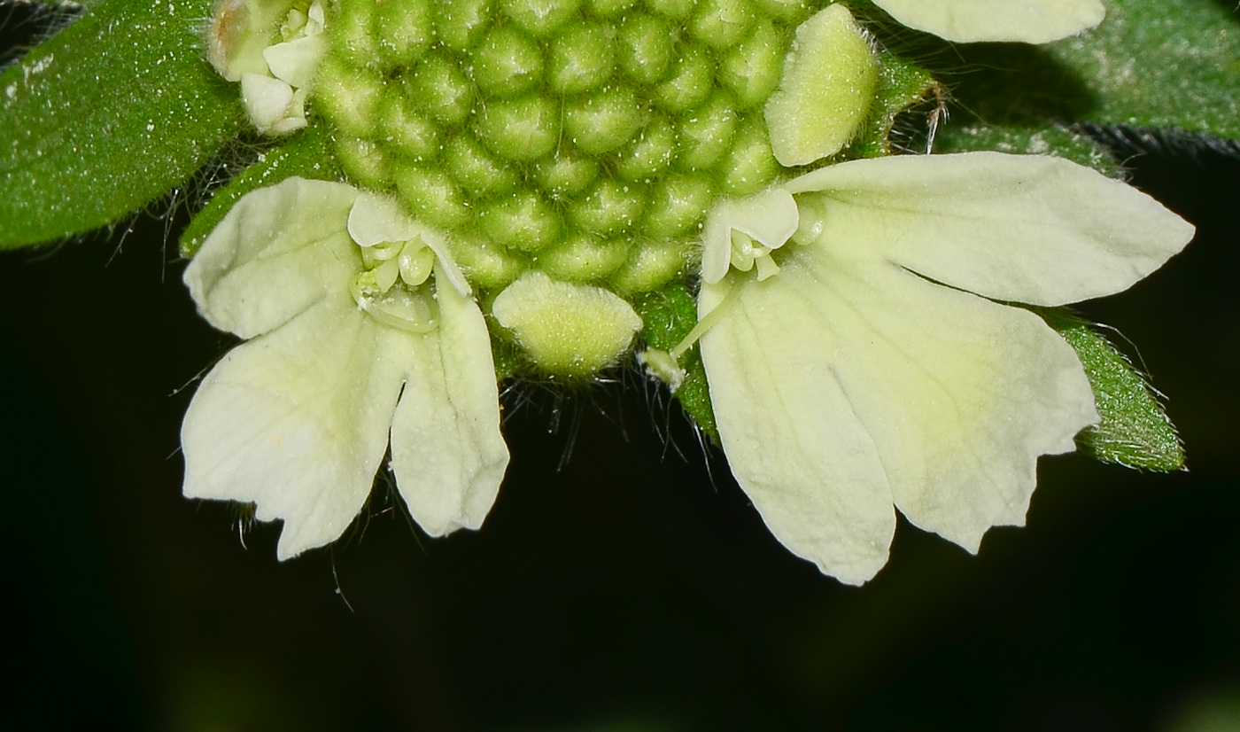 Image of Lomelosia prolifera specimen.