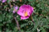View full-size image Rosa webbiana