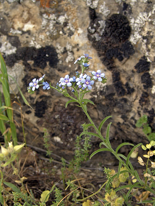 Image of Lappula microcarpa specimen.