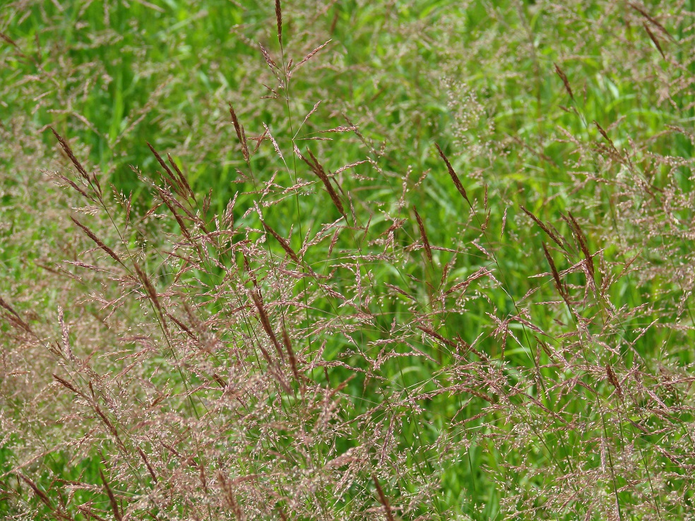 Изображение особи род Agrostis.