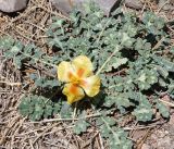 Glaucium squamigerum