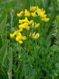 Lotus caucasicus
