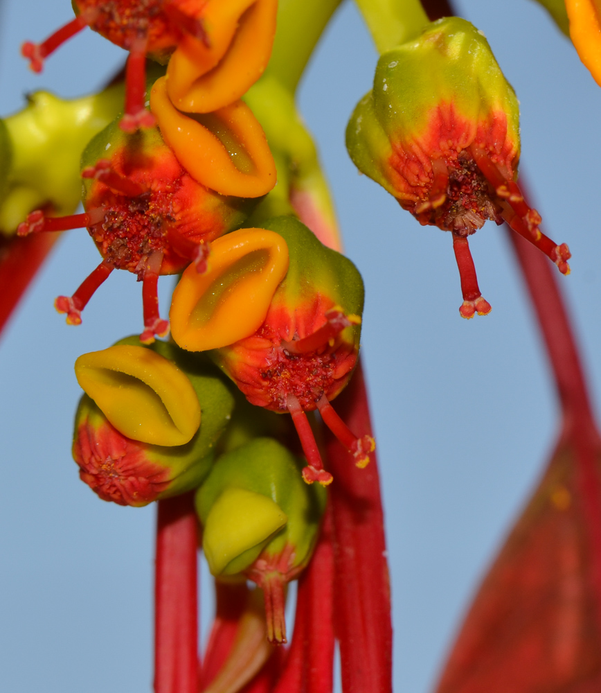 Изображение особи Euphorbia pulcherrima.