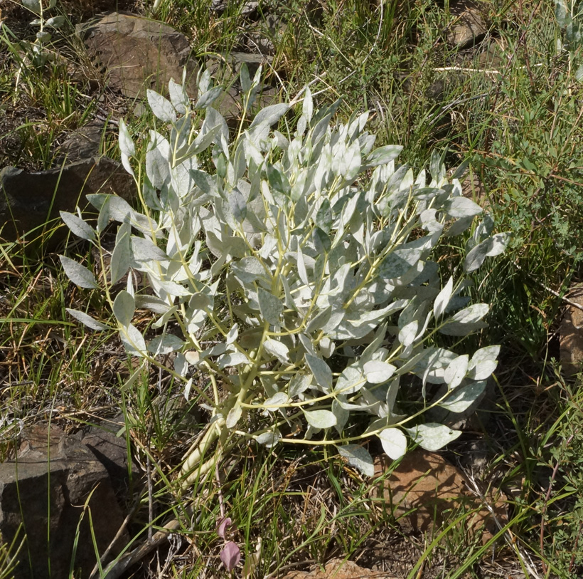 Image of Haplophyllum latifolium specimen.