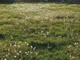 Taraxacum officinale