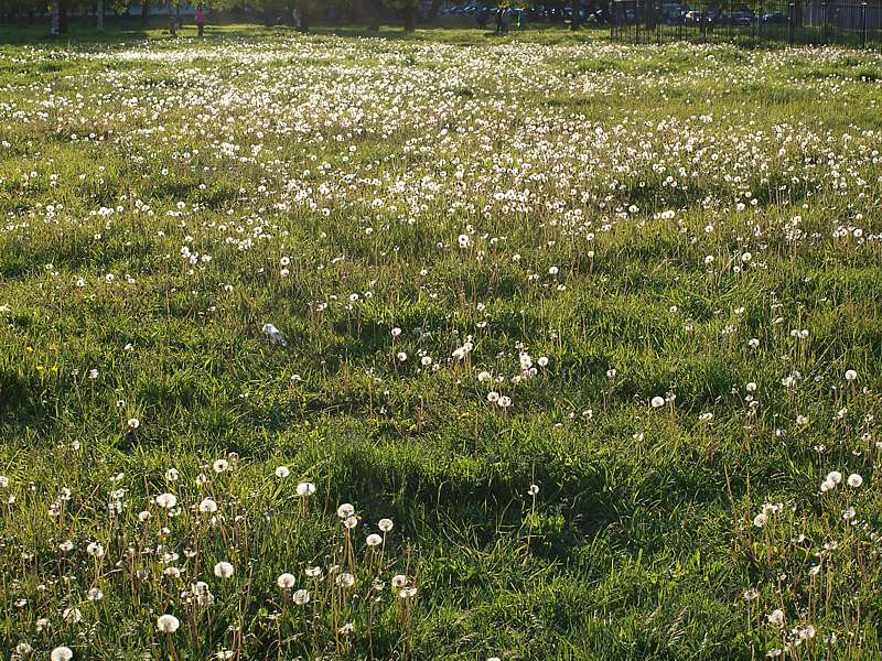 Изображение особи Taraxacum officinale.