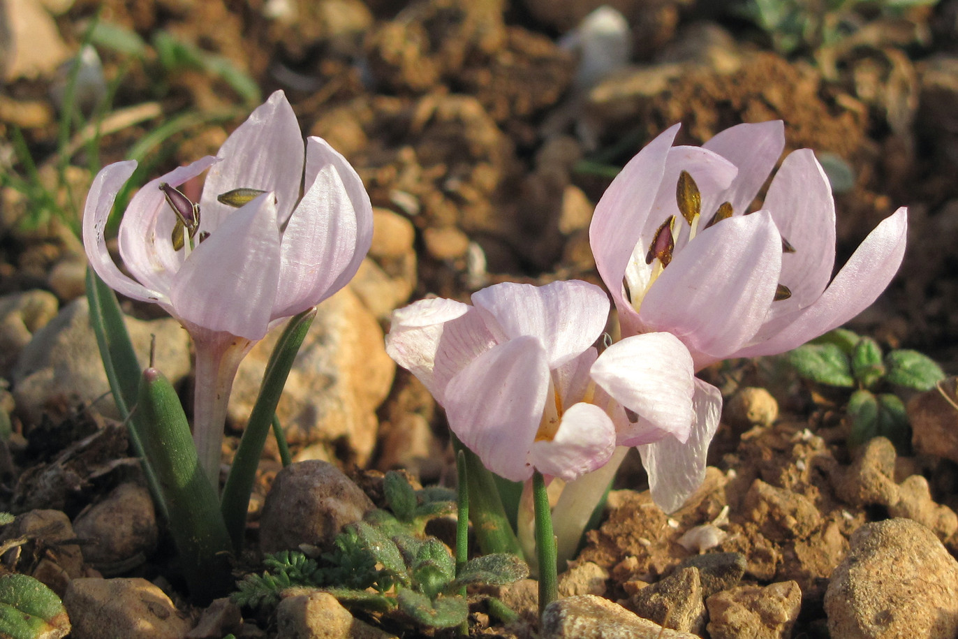 Image of Colchicum triphyllum specimen.