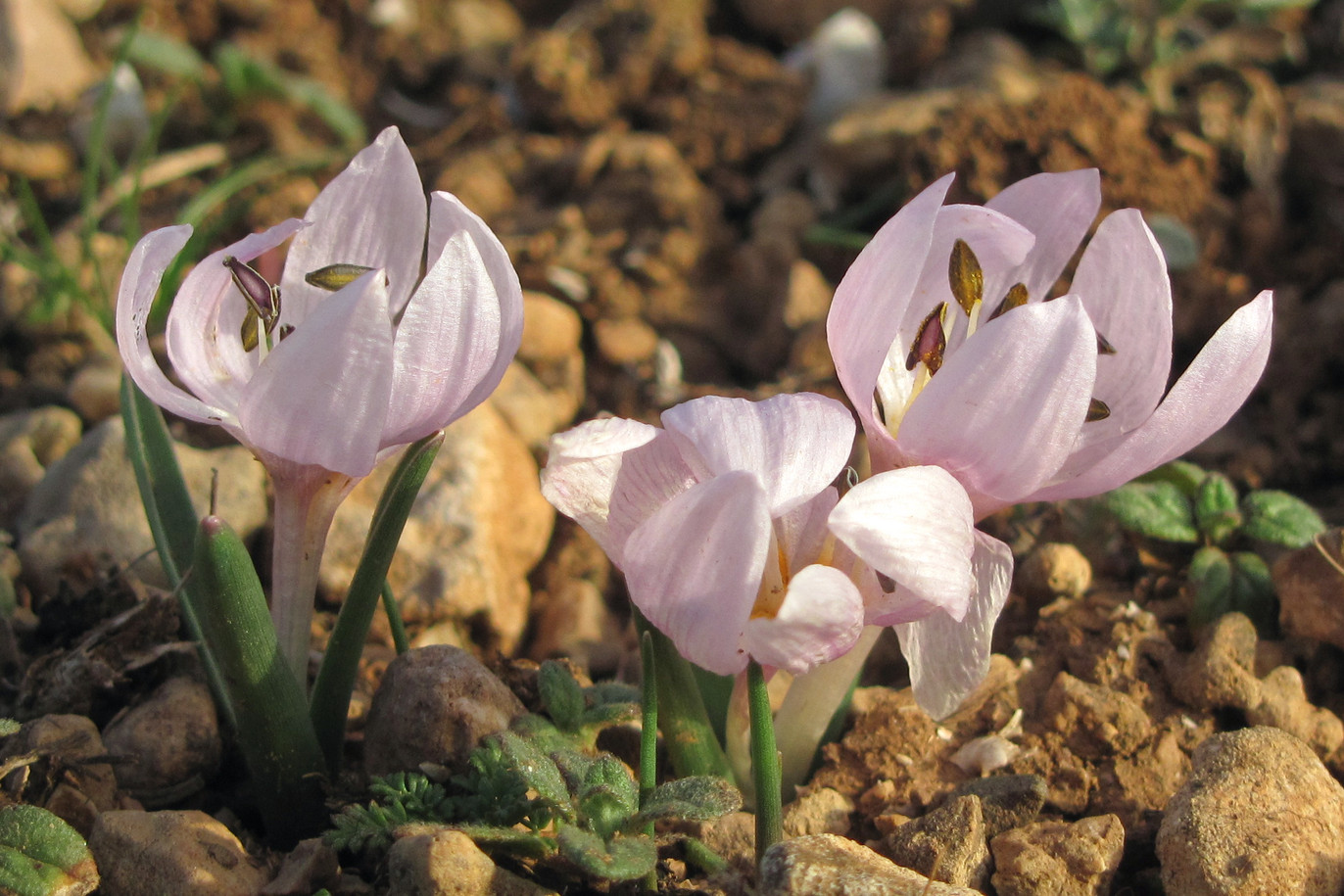 Изображение особи Colchicum triphyllum.