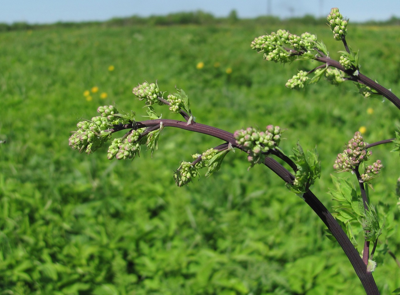 Image of Thalictrum flavum specimen.