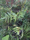 Sium sisaroideum