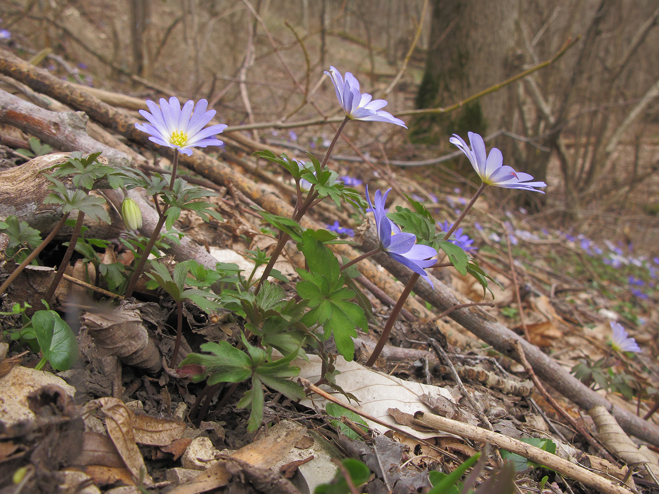 Изображение особи Anemone banketovii.