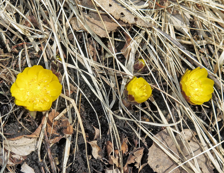 Image of Adonis amurensis specimen.