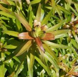 Lilium pensylvanicum