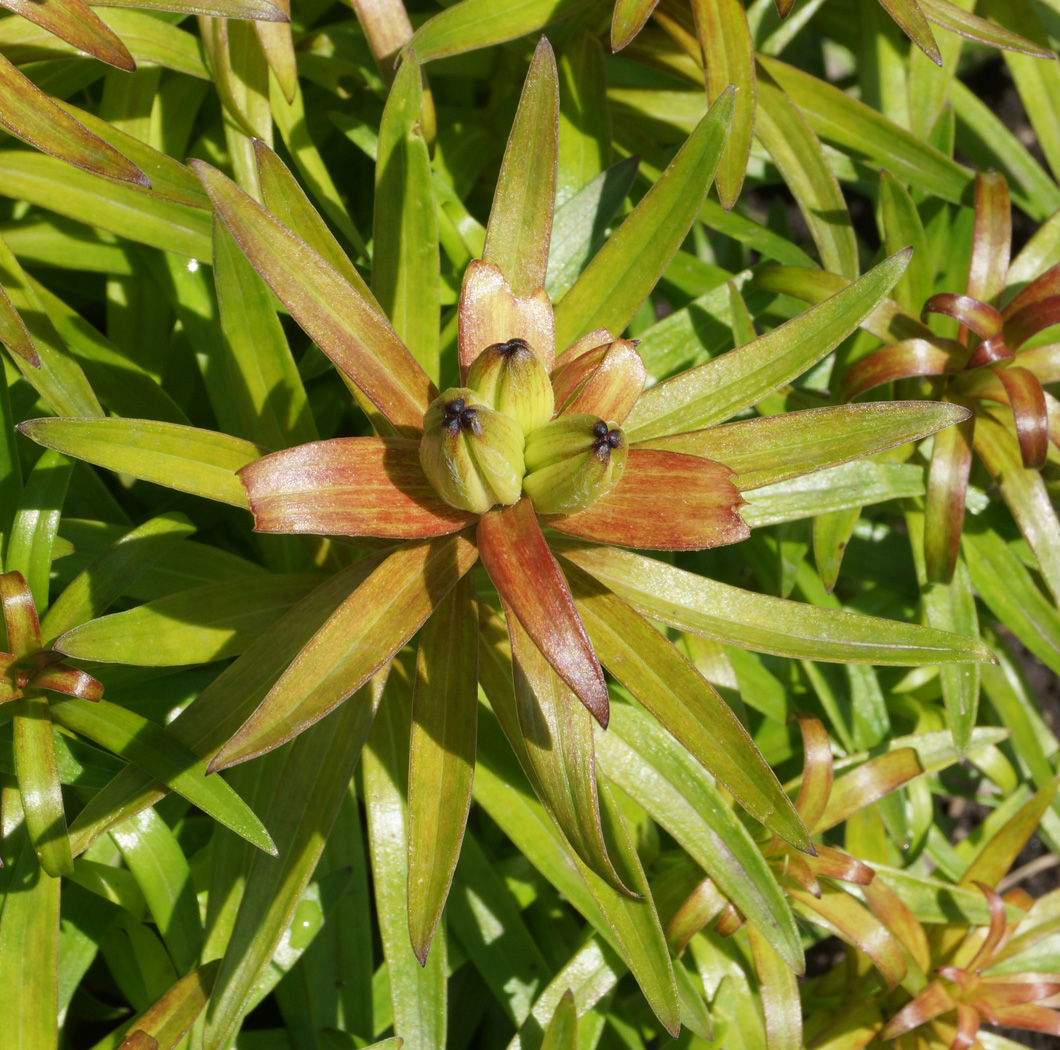 Image of Lilium pensylvanicum specimen.