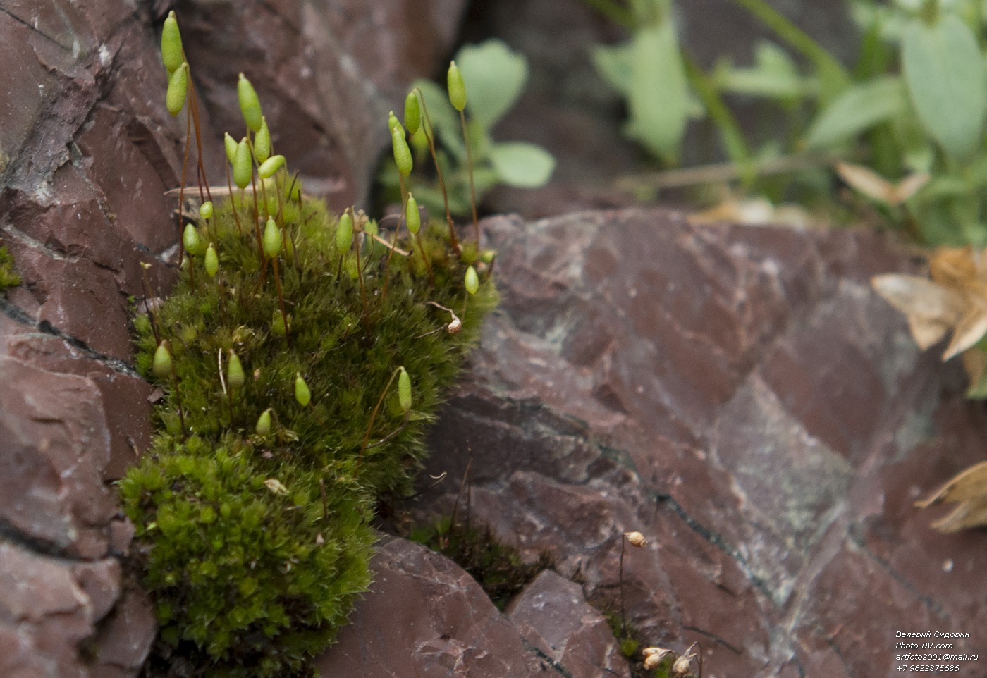 Image of genus Bryum specimen.