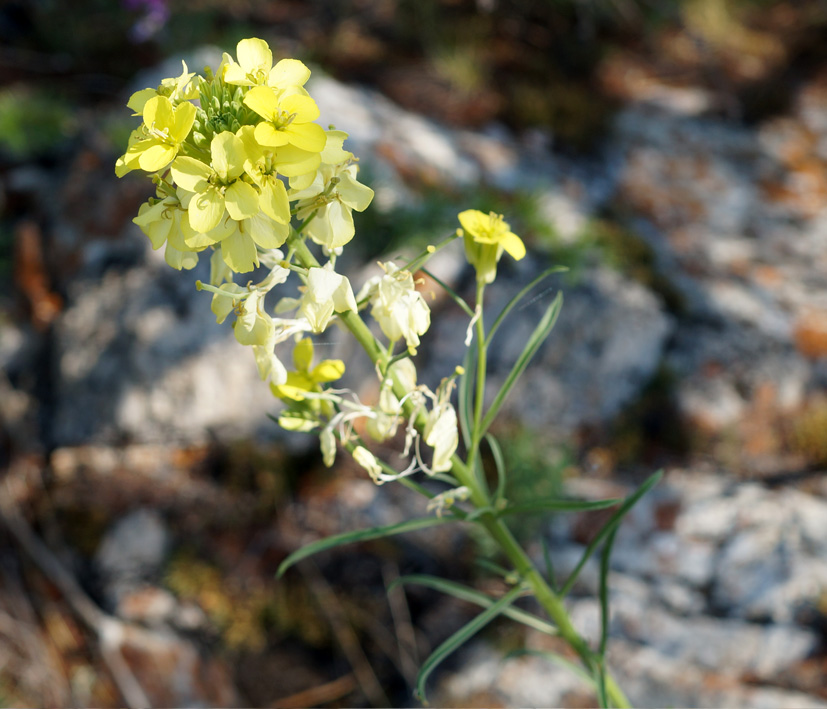 Изображение особи Erysimum flavum.