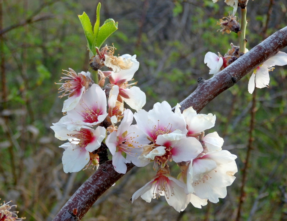 Изображение особи Amygdalus communis.