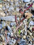 Astragalus velatus