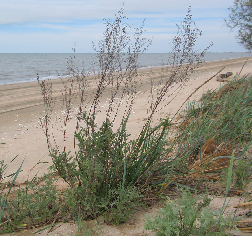 Image of genus Artemisia specimen.