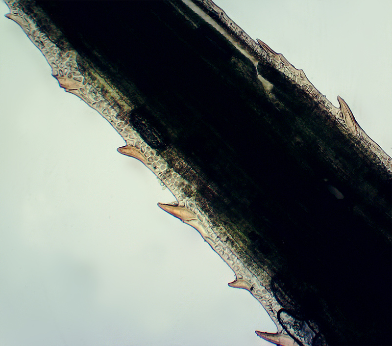Image of Polytrichum commune specimen.