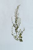 Atriplex tatarica