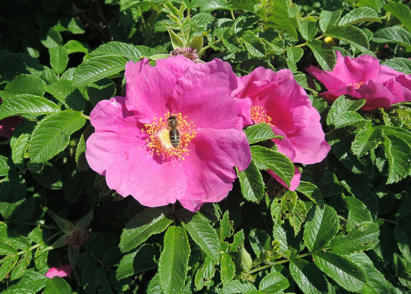 Image of Rosa rugosa specimen.