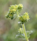 Alchemilla hirsuticaulis