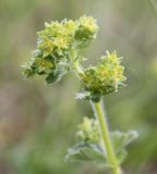 Alchemilla hirsuticaulis. Верхушка побега с соцветиями. Псковская обл., окр. Изборска, кальцефитный луг на крепостном валу. 28.05.2016.