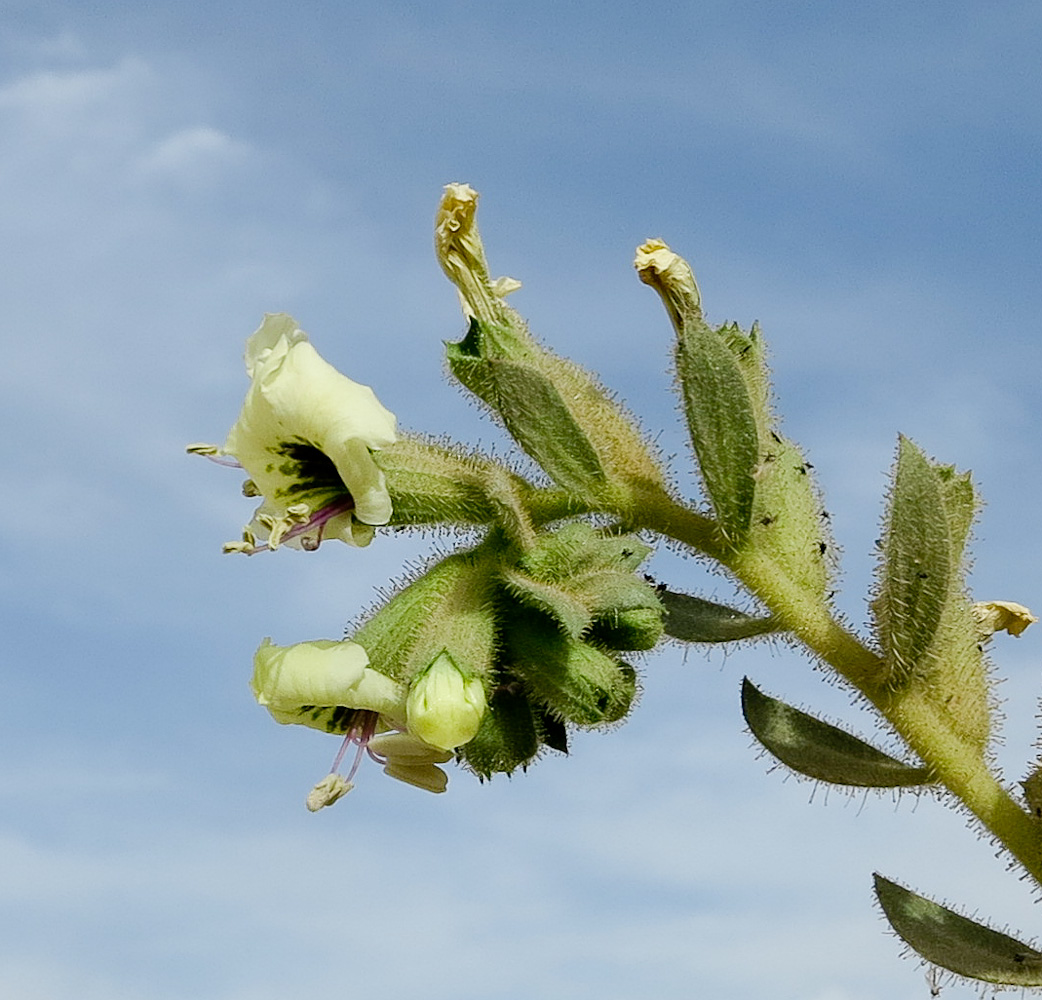 Изображение особи Hyoscyamus desertorum .