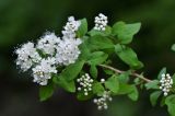 Spiraea flexuosa. Ветвь с соцветиями. Приморский край, Дальнегорский городской округ, окр. с. Каменка, Прямая Падь, в смешанном лесу. 11.06.2016.