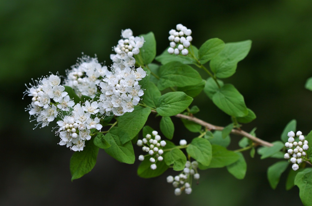 Image of Spiraea flexuosa specimen.