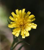 genus Crepis
