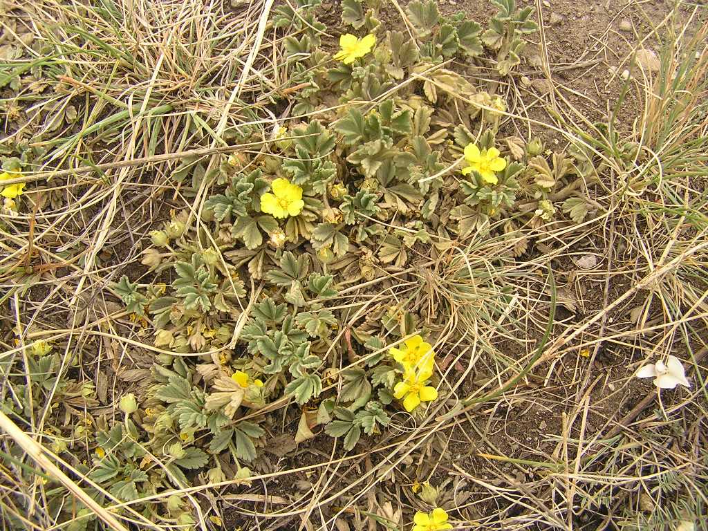 Image of Potentilla acaulis specimen.