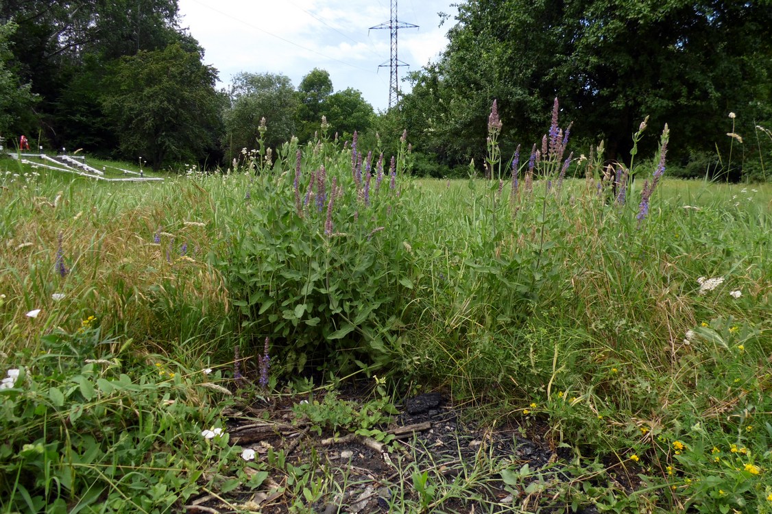 Изображение особи Salvia tesquicola.