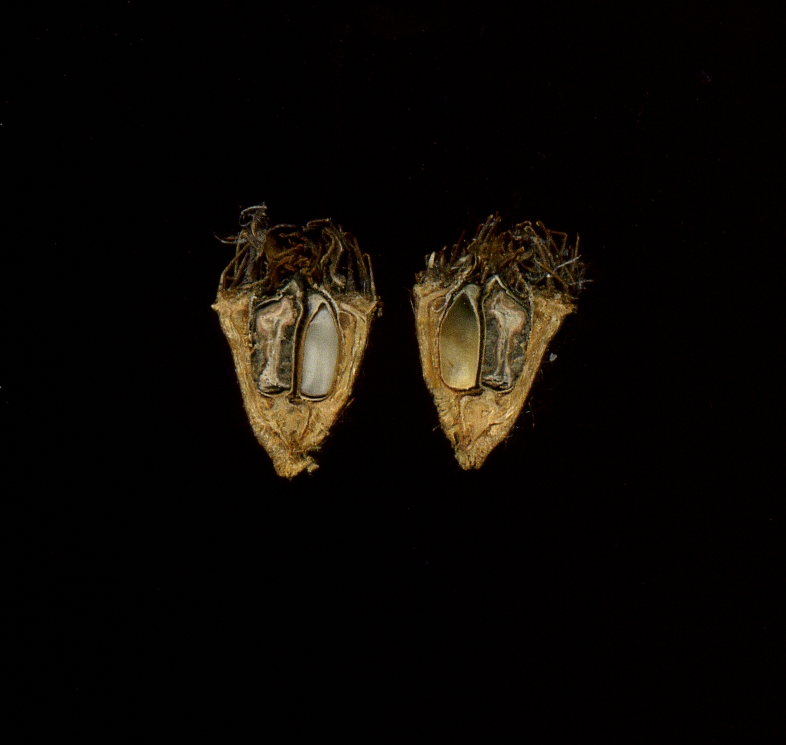 Image of Agrimonia eupatoria specimen.