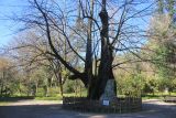 Tilia begoniifolia. Старое покоящееся дерево. Возраст ≈ 350 лет. Абхазия, г. Сухум, Сухумский ботанический сад, в культуре. 7 марта 2016 г.