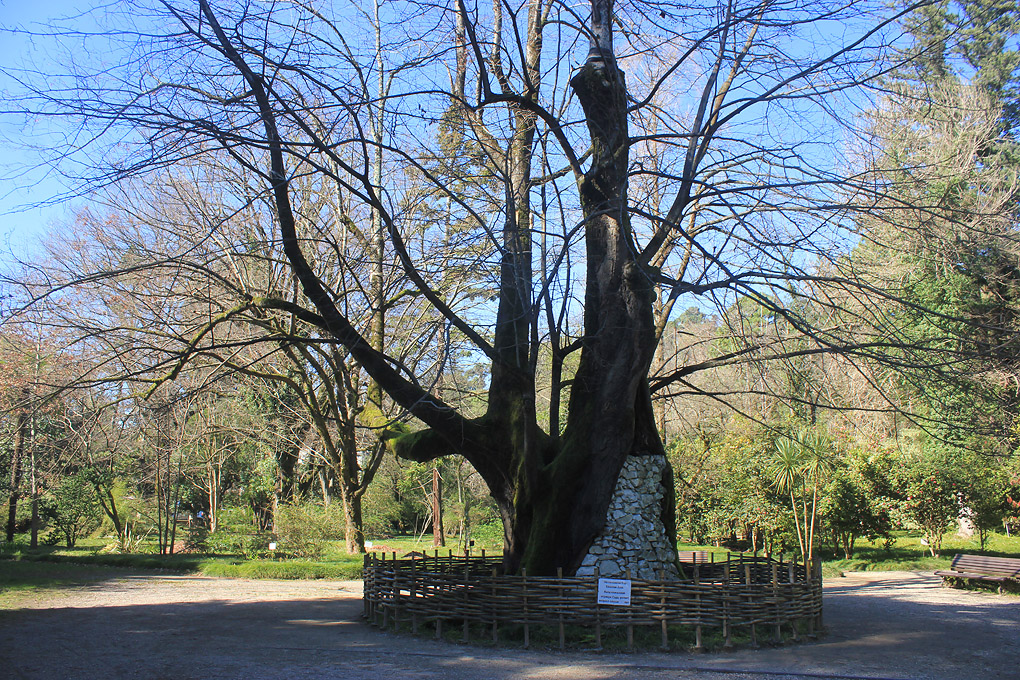 Image of Tilia begoniifolia specimen.