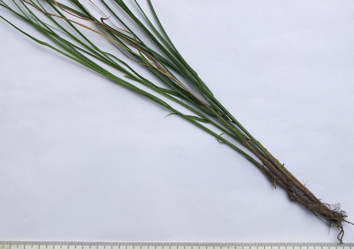 Изображение особи Carex remota.
