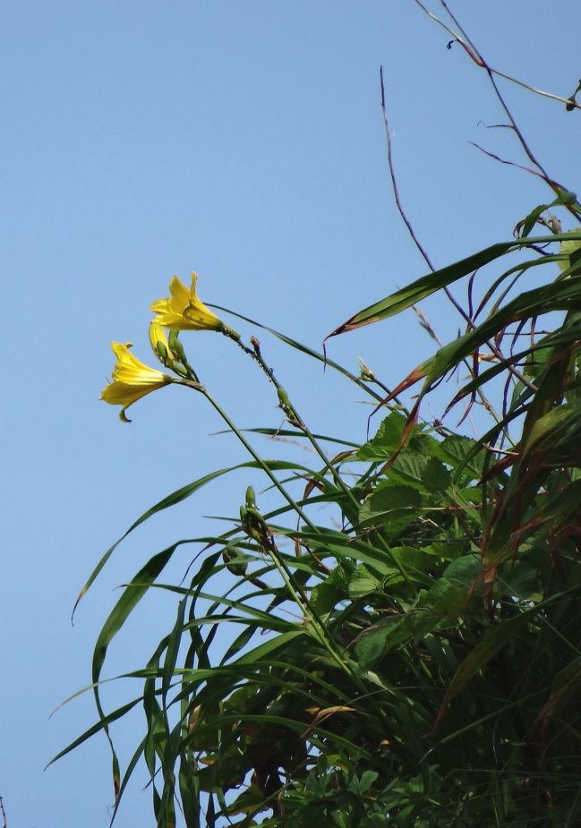 Image of Hemerocallis minor specimen.