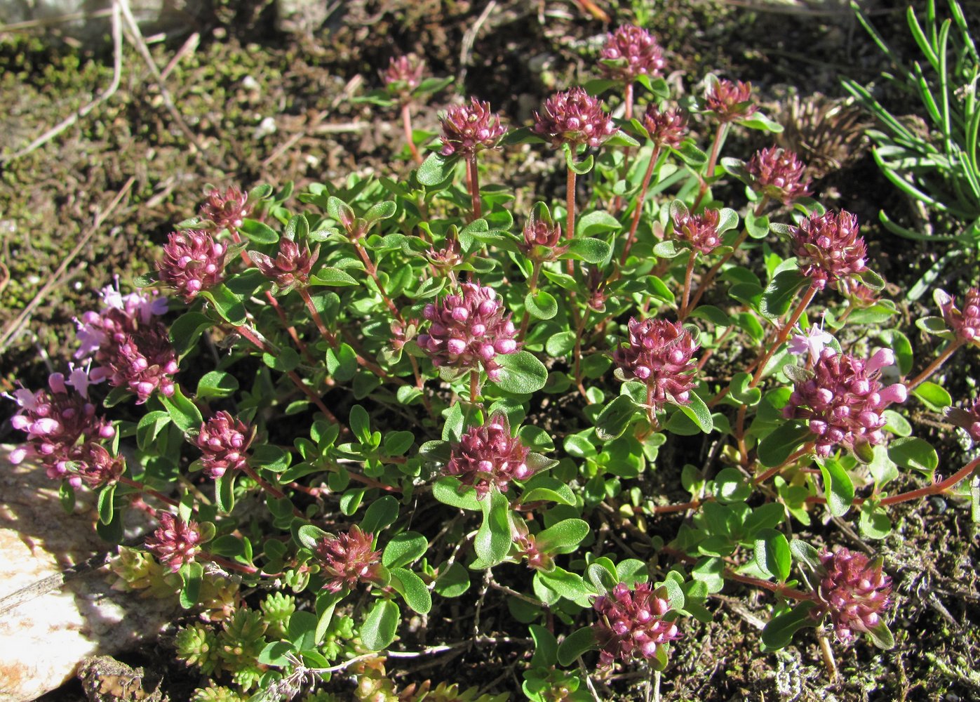 Изображение особи Thymus nummularius.