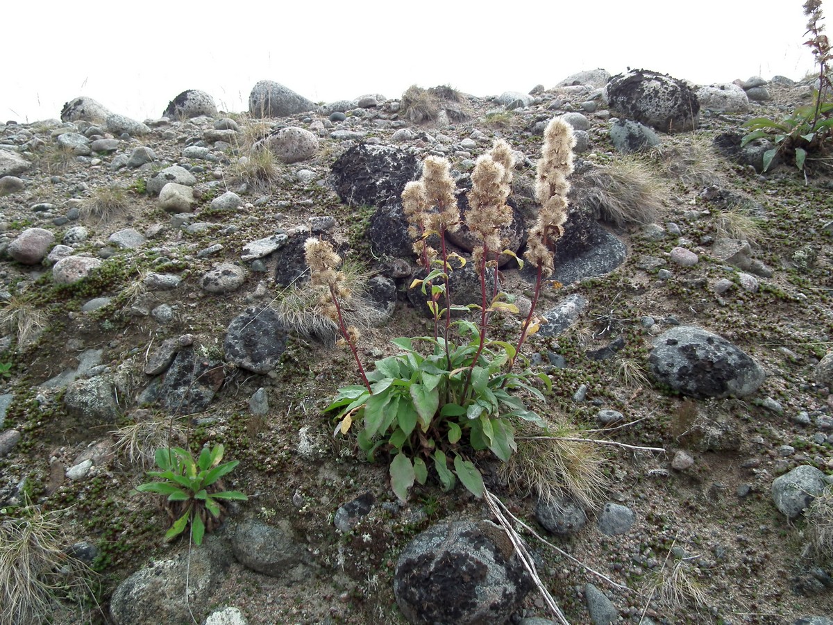 Изображение особи Solidago virgaurea ssp. lapponica.