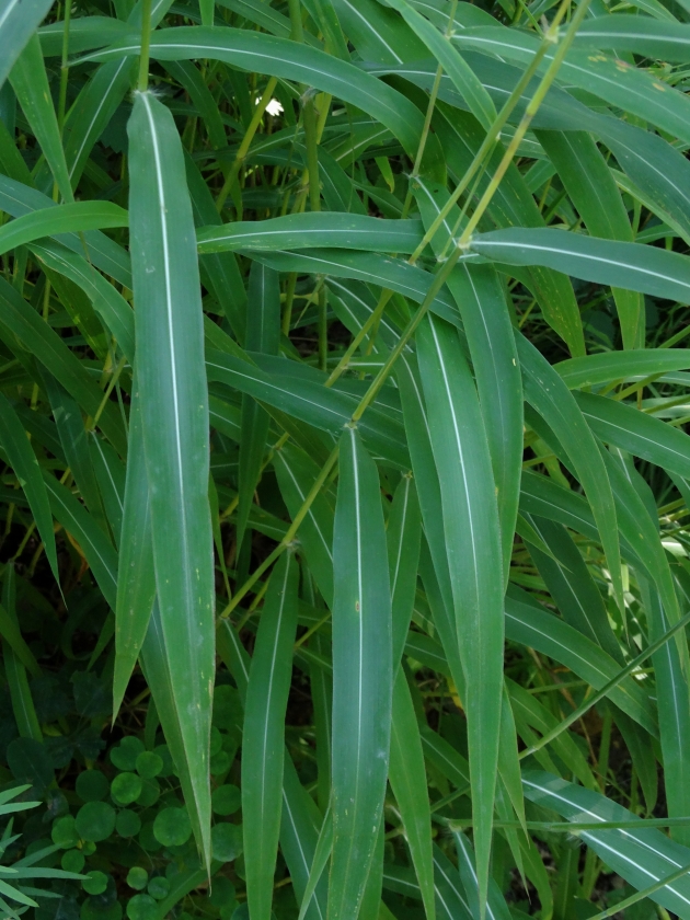 Изображение особи Spodiopogon sibiricus.