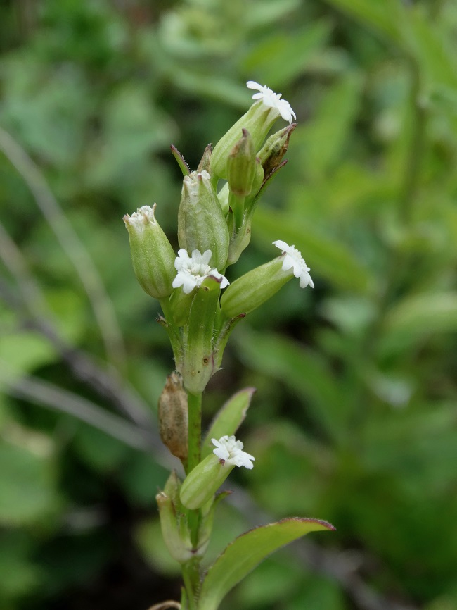 Image of Silene firma specimen.