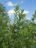 Salix myrsinifolia. Ветви с вызревшими соплодиями и молодыми побегами. Ленинградская обл., Гатчинский р-н, окр. пос. Пудость, луг в старом травертиновом карьере, берег р. Ижора. 04.06.2016.
