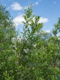 Salix myrsinifolia