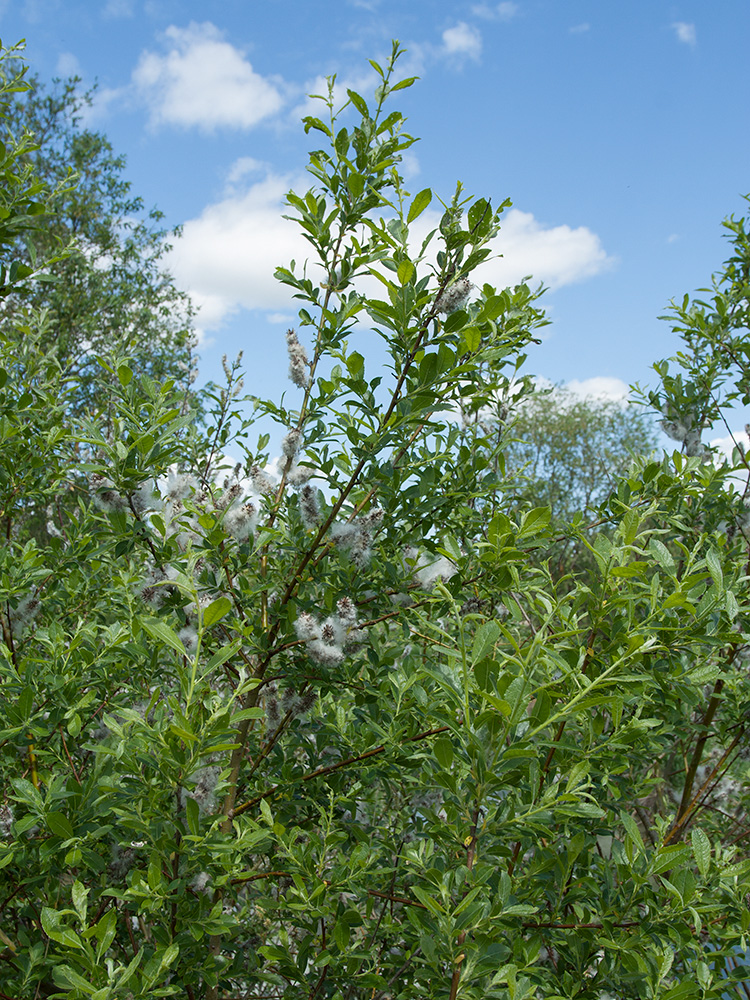 Изображение особи Salix myrsinifolia.