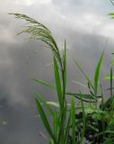 Glyceria maxima