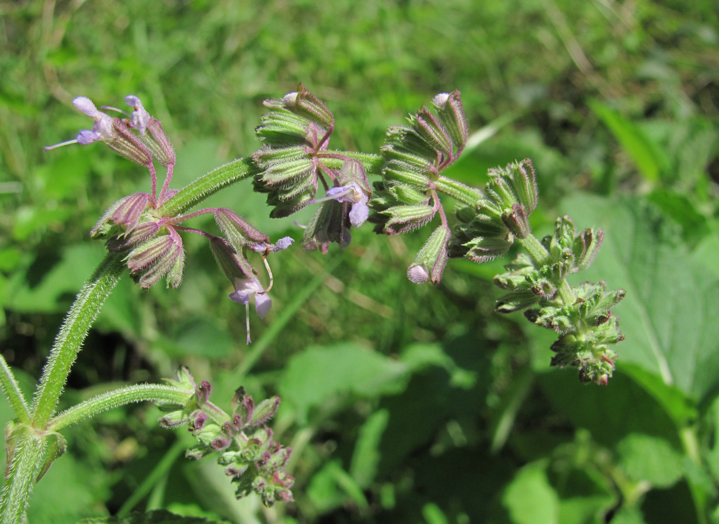 Изображение особи Salvia verticillata.