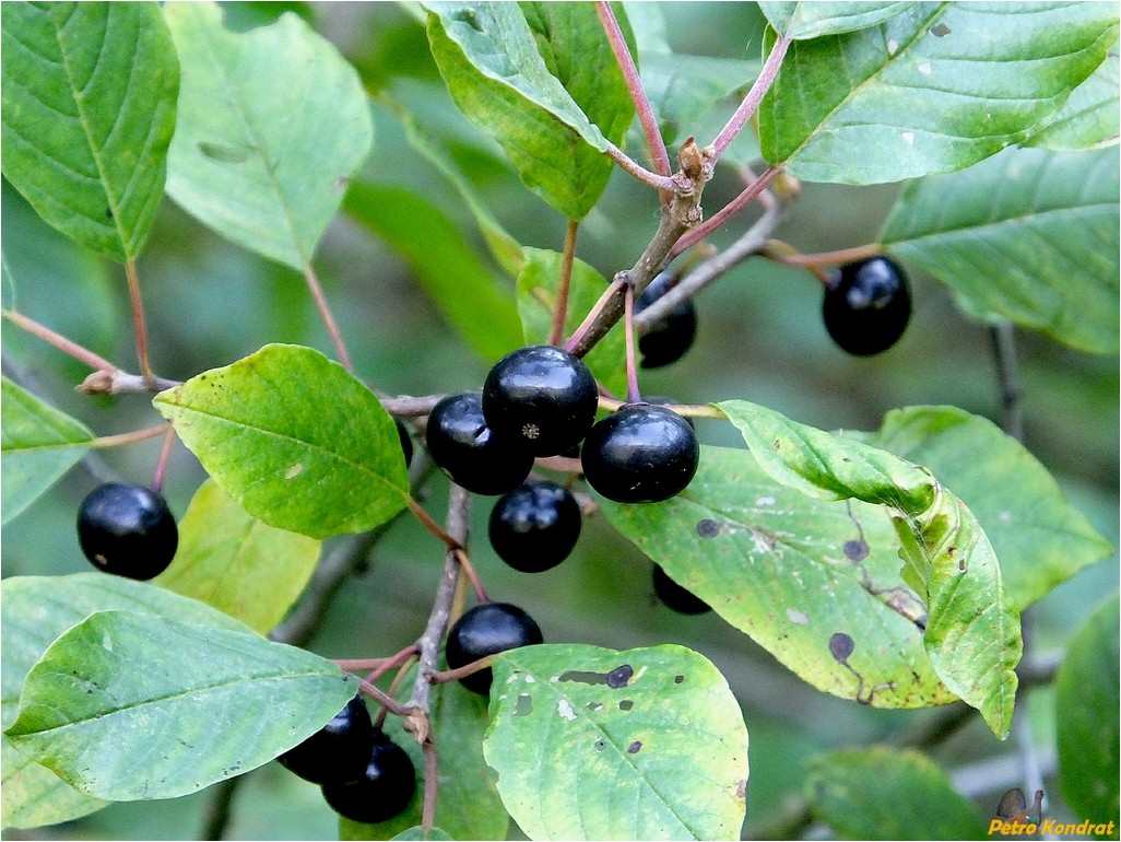 Image of Frangula alnus specimen.